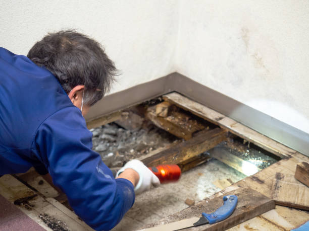 Best Residential Mold Remediation in East Richmond Heights, CA