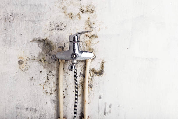 Best Localized Mold Remediation (e.g., coastal areas, humid climates) in East Richmond Heights, CA