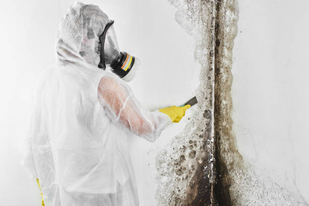 Best Post-Remediation Services in East Richmond Heights, CA