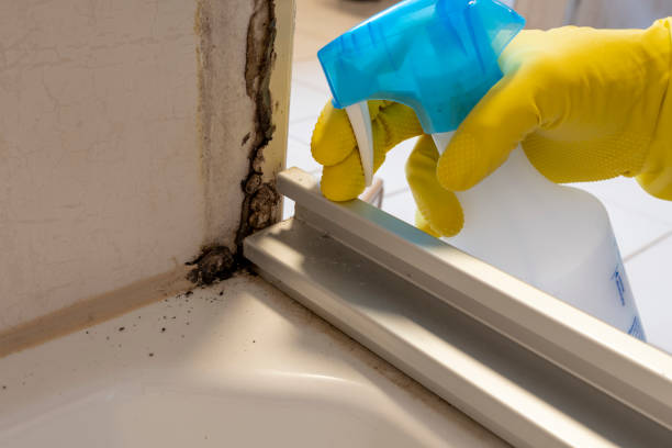 East Richmond Heights, CA Mold Remediation Company