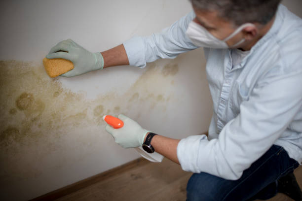 Best Mold Remediation for Specific Building Types in East Richmond Heights, CA