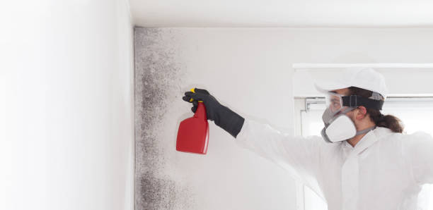 Best Mold Testing and Inspection Services in East Richmond Heights, CA