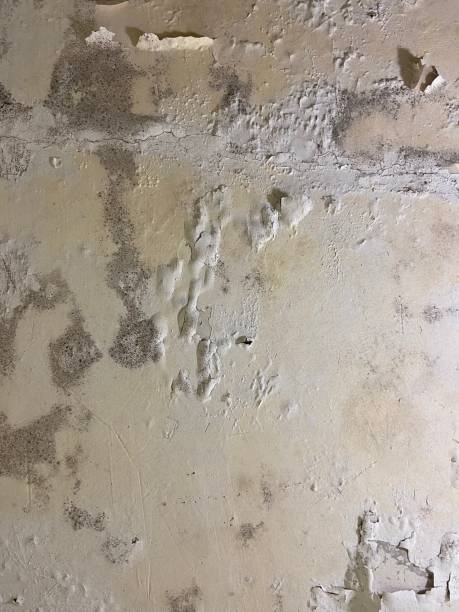 Best Kitchen Mold Remediation in East Richmond Heights, CA