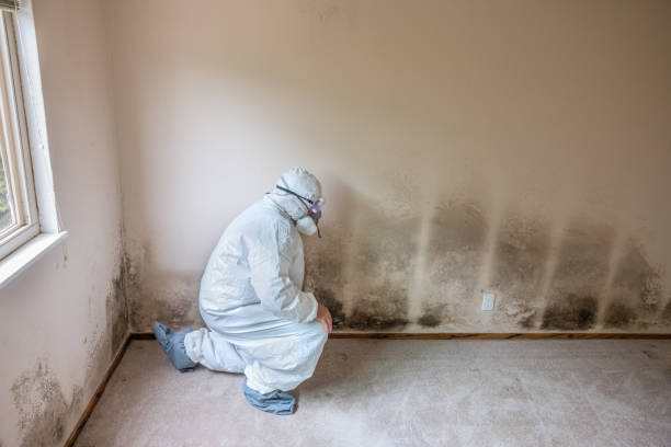 Best Black Mold Remediation in East Richmond Heights, CA