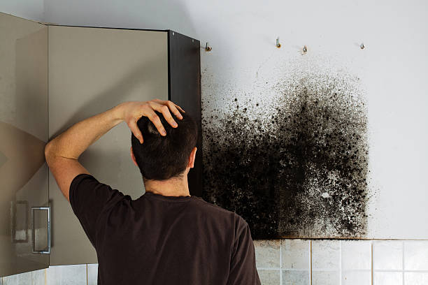 Best Post-Flood Mold Remediation in East Richmond Heights, CA