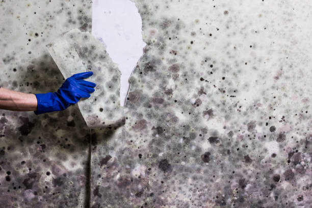 Best Preventive Mold Services in East Richmond Heights, CA
