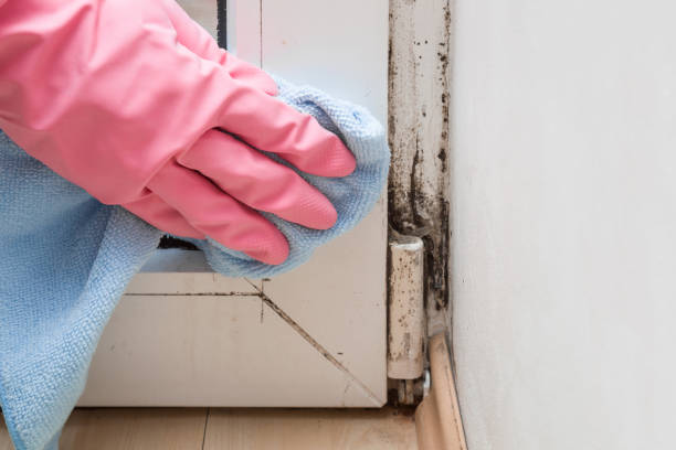 Best Basement Mold Remediation in East Richmond Heights, CA